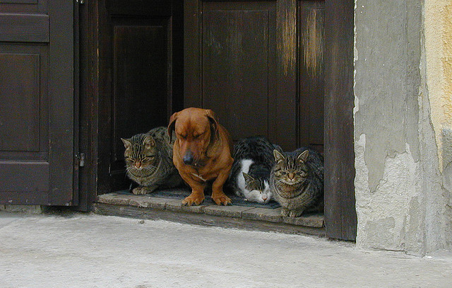 Коты и собака медитируют. Фото