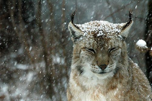 Рыси падает на голову снег. Фото