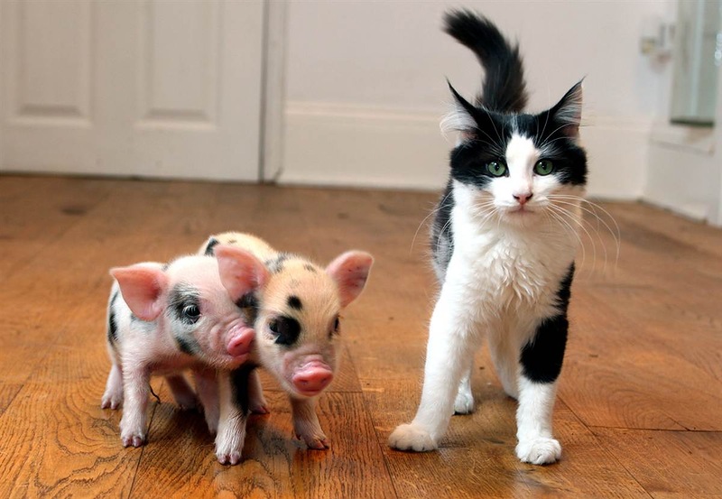 Кошка с маленькими карликовыми свинками. Фото