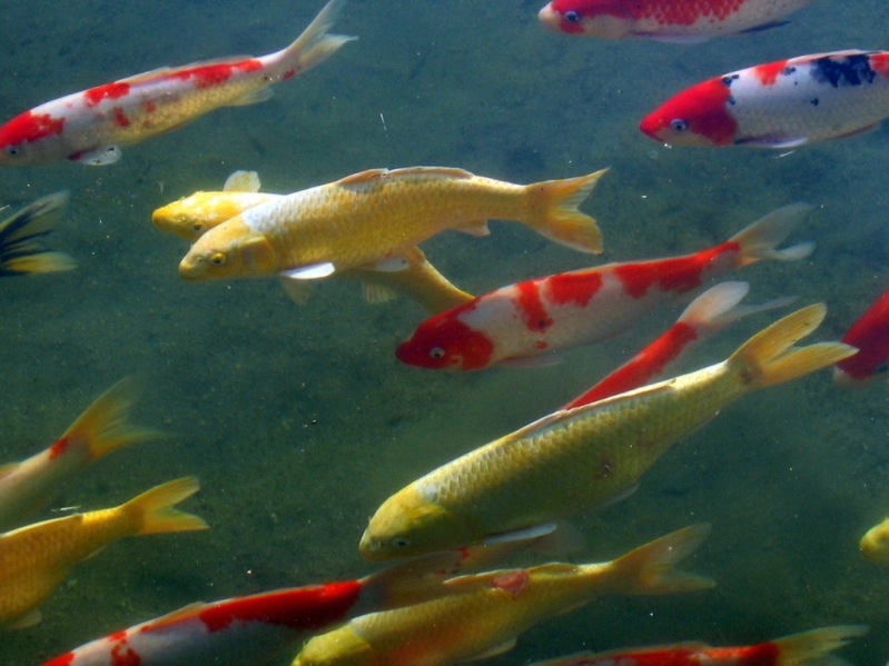 Японский парк Кераку-эн. Разноцветные рыбки в пруду. Фото