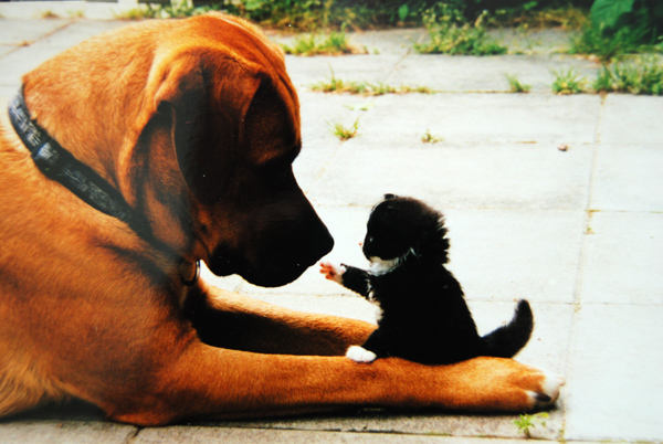 Дружба животных: котенок заигрывает с собакой. Фото