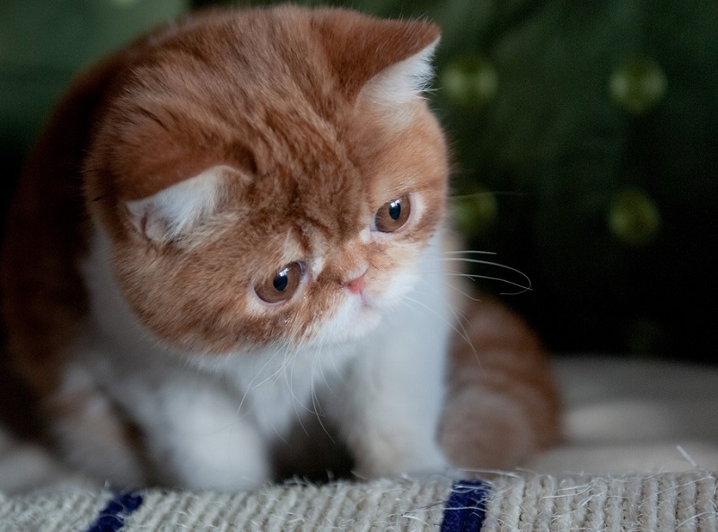 Экзотическая короткошерстная кошка. Фото