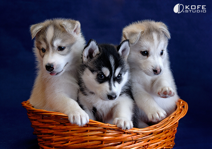Щенки собаки породы сибирский хаски. Фото