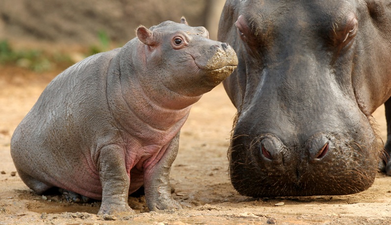 Мать и дитя в мире животных: бегемот с бегемотиком. Фото