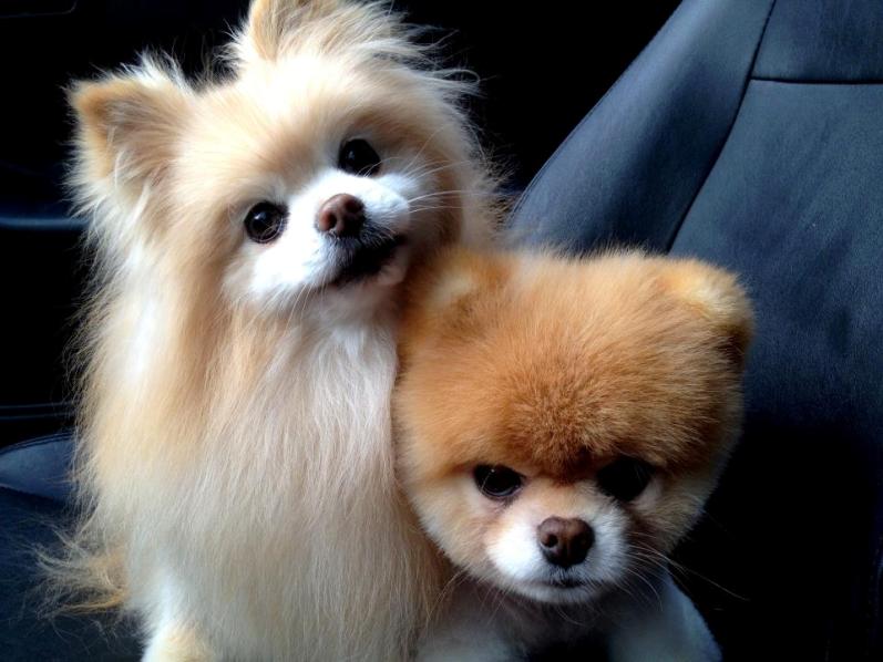 Собака Бу породы померанский шпиц с подружкой в авто. Фото