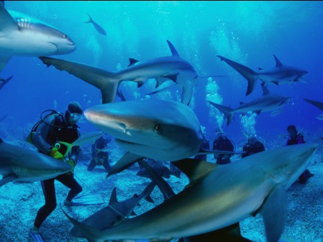 Акулы в Большой голубой дыре. Фото