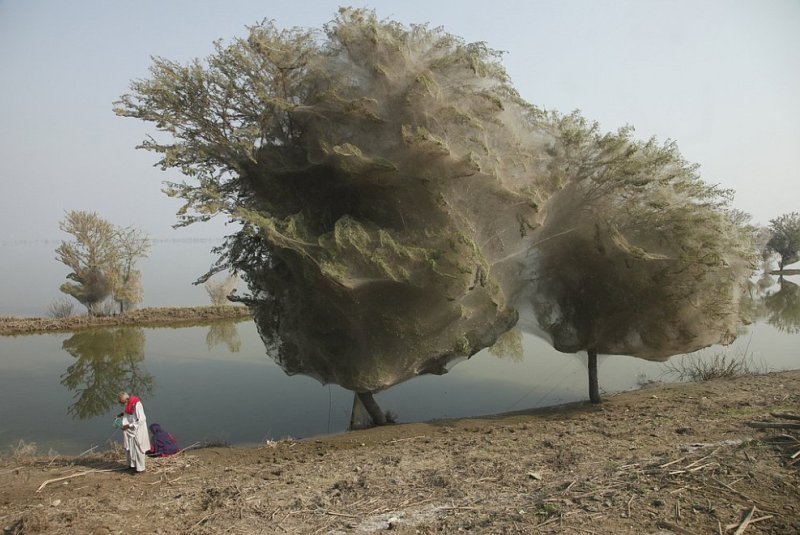 Нашествие пауков на деревья в Пакистане. Фото