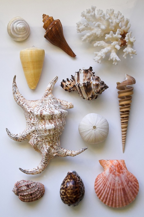 Натюрморт из морских раковин. Фото