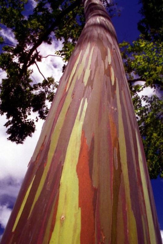 Радужный эвкалипт (Eucalyptus deglupta). Фото