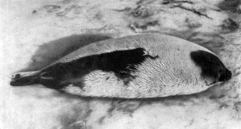 детёныш гренландского тюленя хохлуша фото 