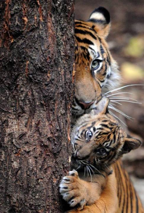 Мать и дитя в мире животных: тигрица с тигренком. Фото