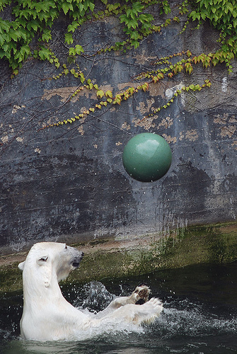 Белый медведь с мячиком. Фото