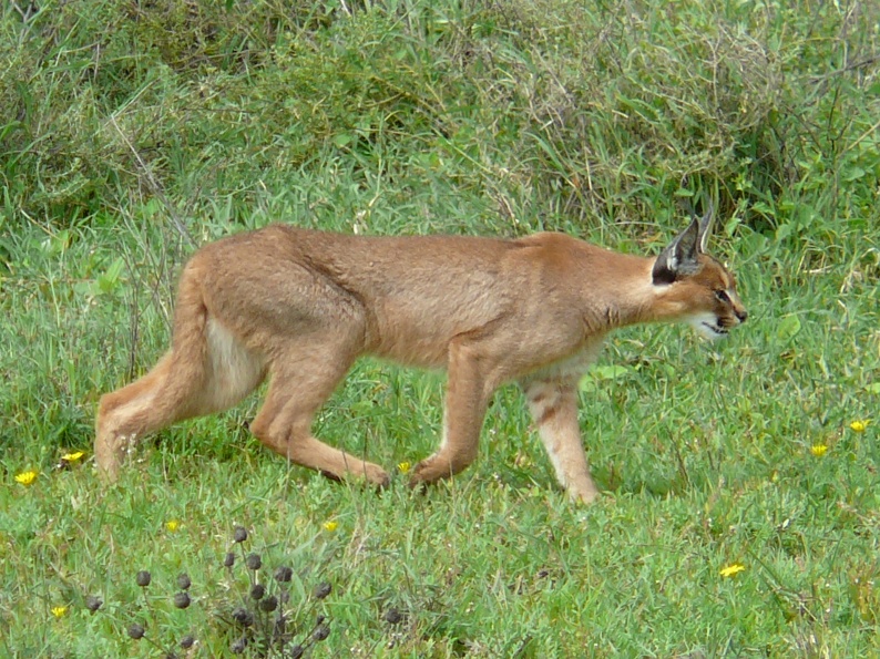Каракал (степная рысь) на охоте. Фото / Caracal photo