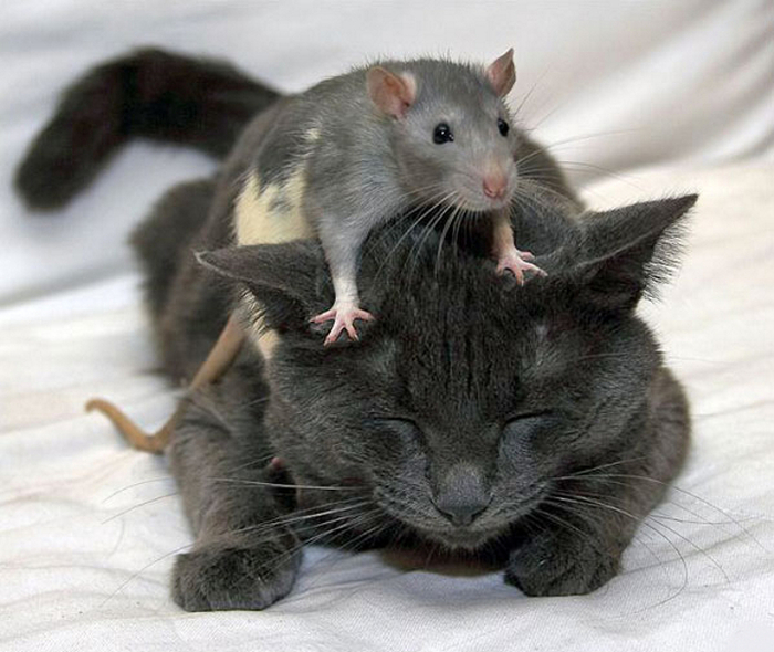 Дружба серой крысы и серого кота. Фото
