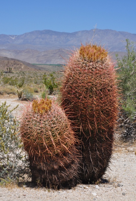 Разновидность ферокактуса в пустыне Анза Боррего. Фото