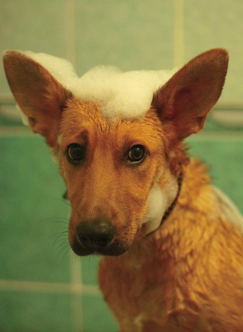 Собачка в мыльной пене. Фото