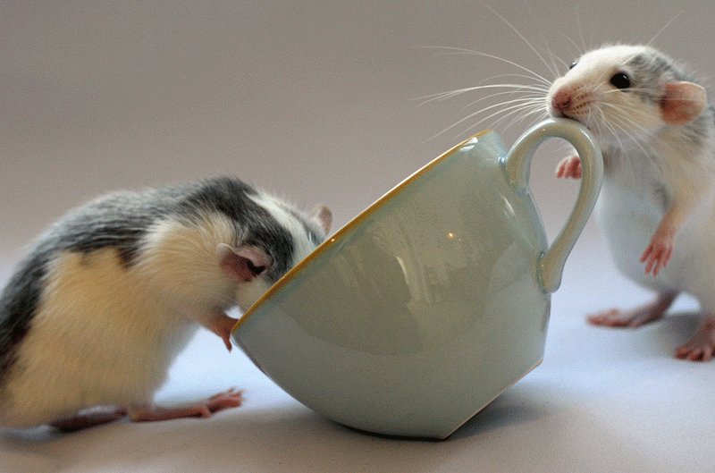 Крысиное чаепитие. Эллен ван Дилен. Фото