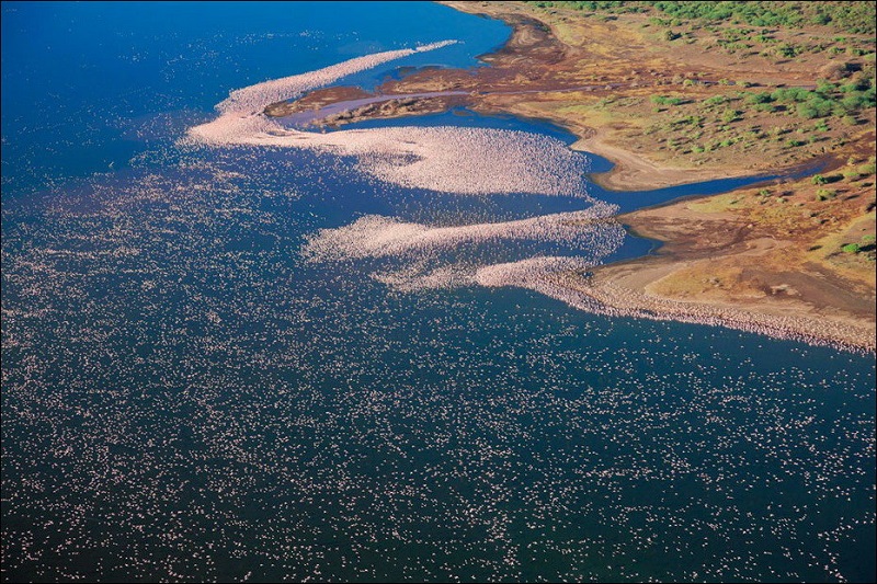 Национальный парк Озеро Накуру в Кении. Розовые фламинго. Фото