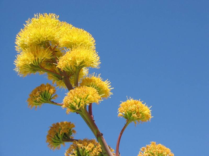 Цветок агавы в пустыне Анза Боррего. Фото