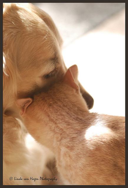 Нежная дружба кота и собаки. Фото