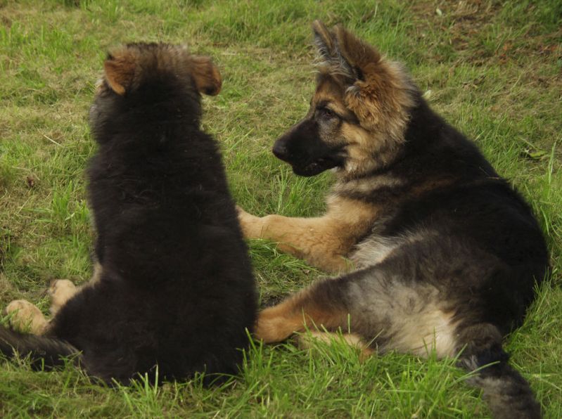Два щенка немецкой овчарки лежат на траве. Фото