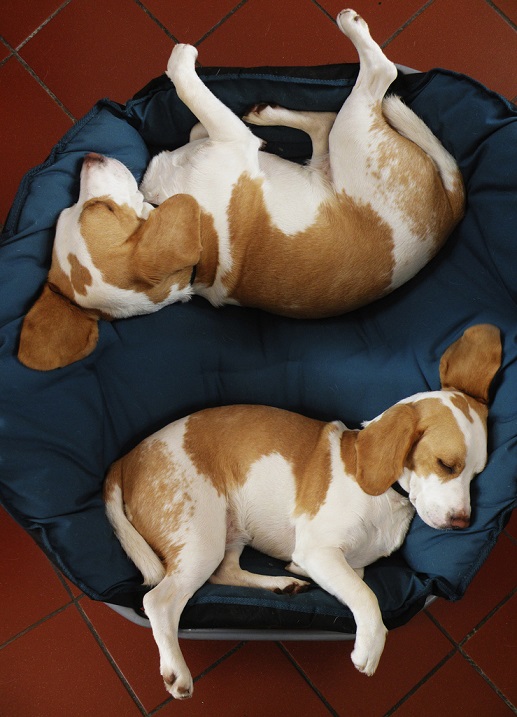 Собаки породы бигль. Фото