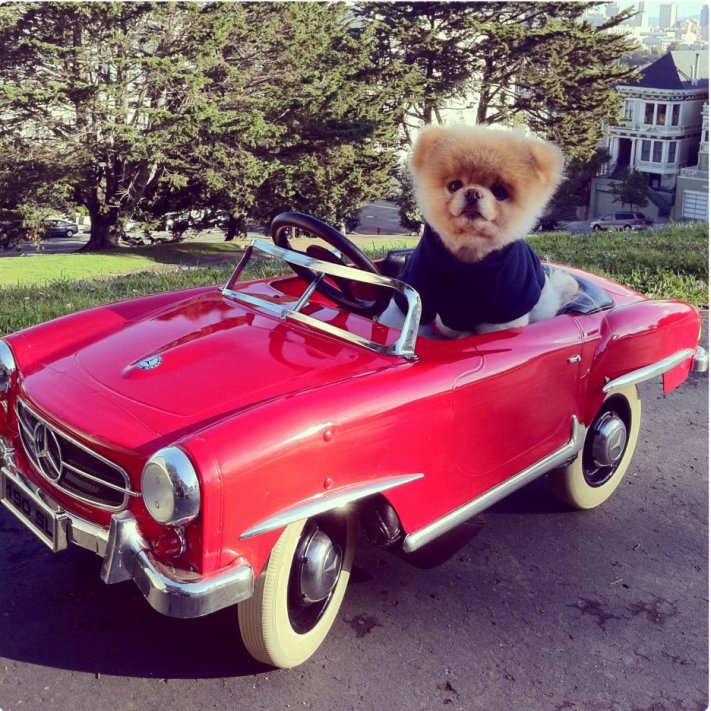 Собака Бу породы померанский шпиц за рулем красного авто. Фото
