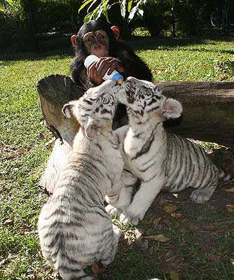 Шимпанзе кормит тигрят. Фото