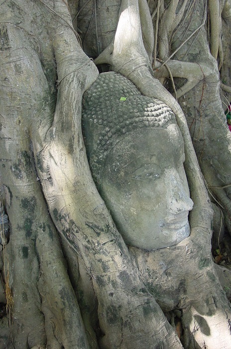 Голова Будды в дереве. Аюттхайя. Фото