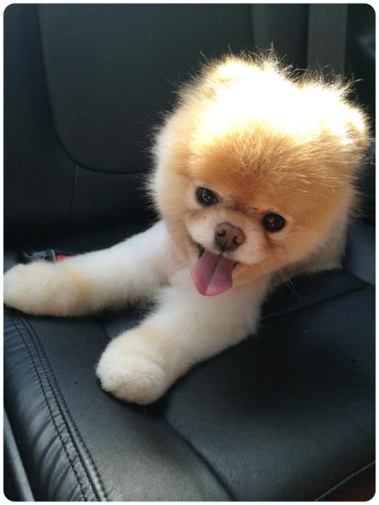 Собака Бу породы померанский шпиц в авто. Фото
