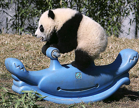 Маленькая панда на игрушечном скутере. Фото