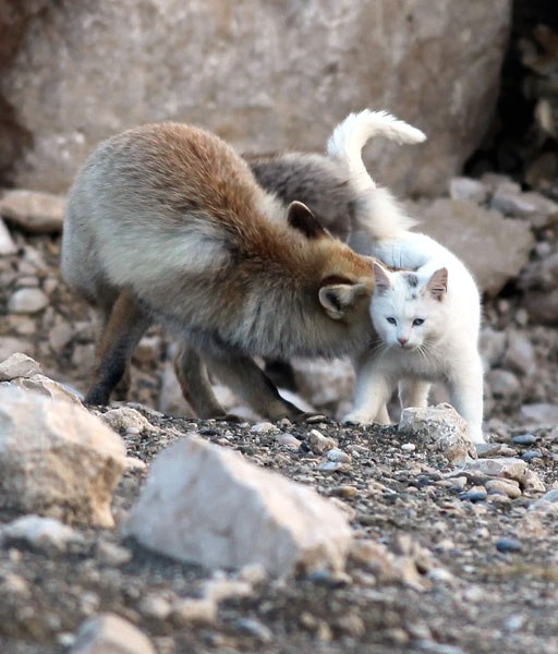 Необычная дружба кошки и лисы. Фото