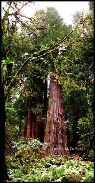 Секвойя Гиперион - самое высокое дерево из ныне существующих. Фото