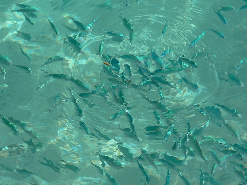 Рыбки в океане. Маврикий. Фото