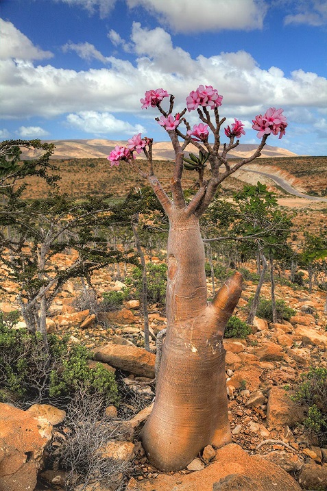 Роза пустыни. Необычное дерево острова Сокотра. Фото