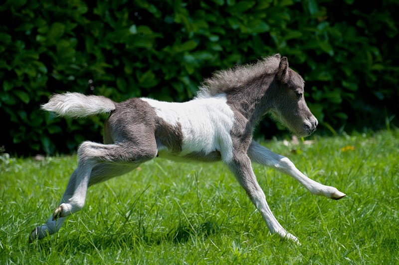 Американская миниатюрная лошадь. Жеребенок. Фото