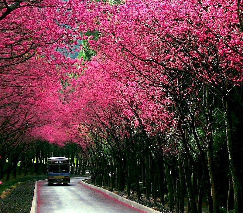 Аллея цветущих деревьев сакуры. Фото