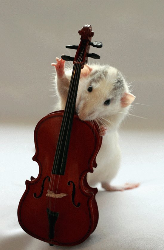 Крыса играет на контрабасе. Эллен ван Дилен. Фото