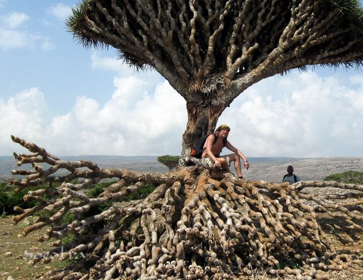 Драконово дерево. Необычная природа архипелага Сокотра. Фото