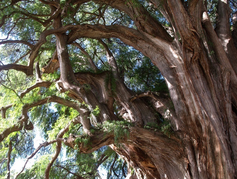 дерево Туле (Мексика)