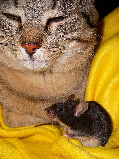 Дружба животных. Кот и мышь