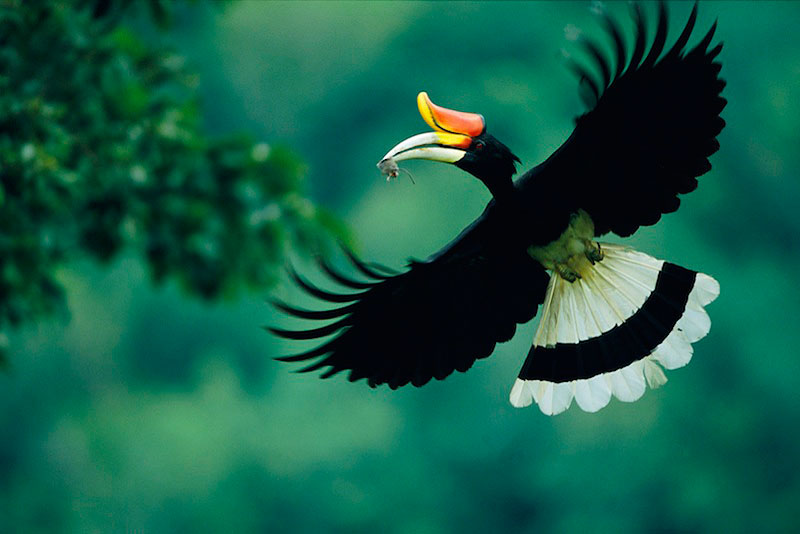 Птица малайский гомран. Фото