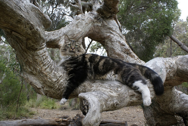 Кот породы мэйн-кун на дереве