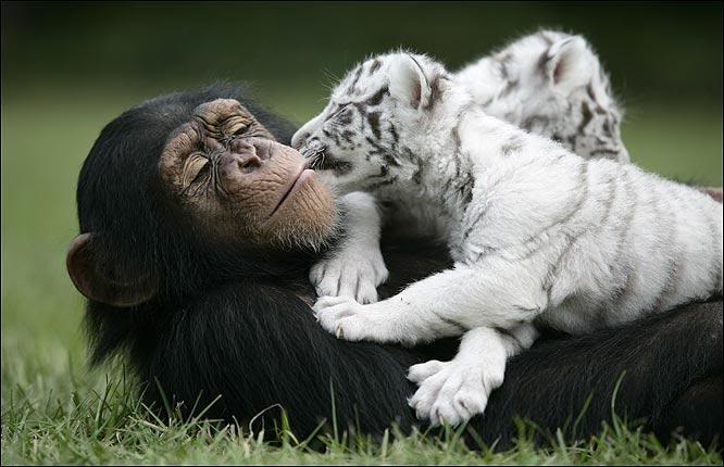 Шимпанзе Аджанта лежит с двумя белыми тигрятами. Фото