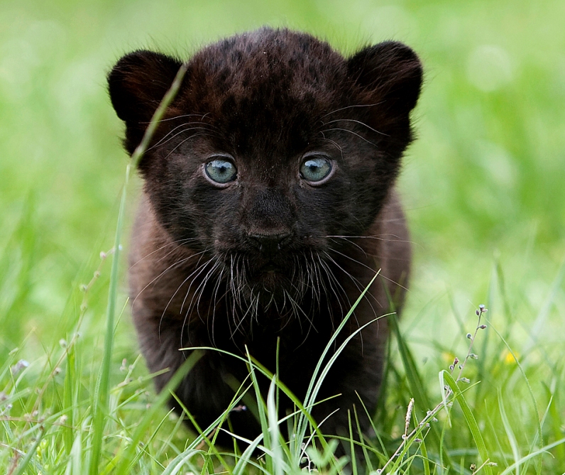 Детёныш черной пантеры. Фото