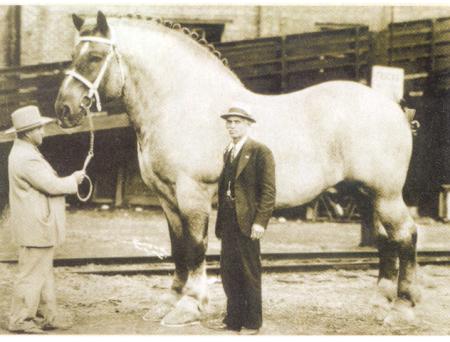 Самая большая лошадь. Фото