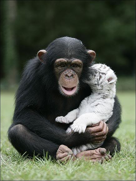 Шимпанзе Аджанта обнимает белого тигренка. Фото
