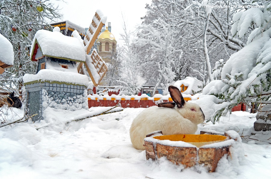 Город кроликов в Латвии. Рига. Фото