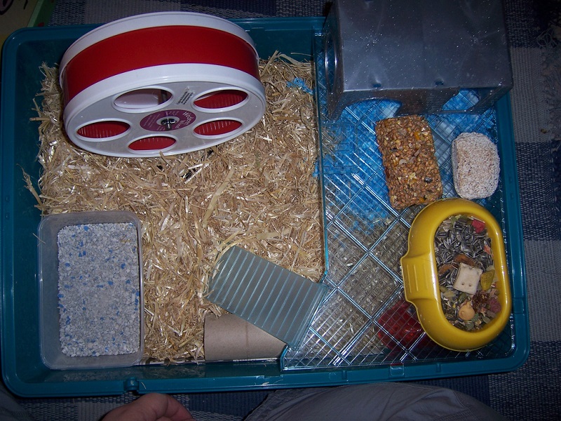 Сирийские хомяки в домашних условиях. Клетка.  Фото