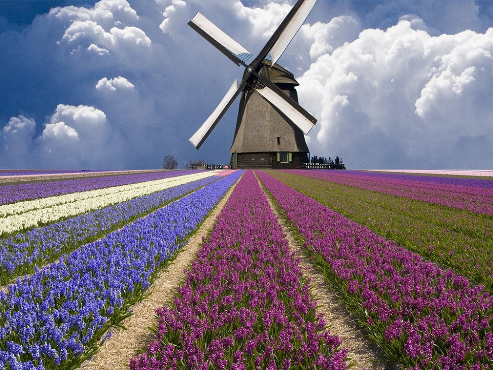 Мельница. красивое фото в Голландии